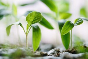 Children on Plant-based Diets