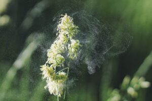 natural remedies for allergies