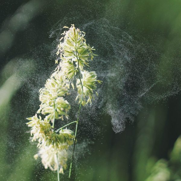 natural remedies for allergies